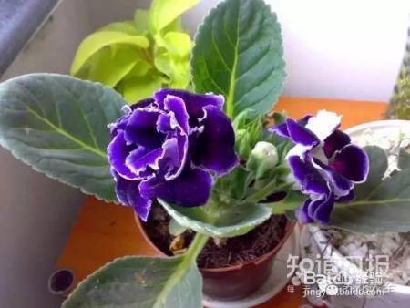 家里没有光，养这6种植物也能开出花！