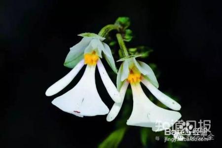 100种兰花品种图鉴，花开瞬间，艳冠群芳！