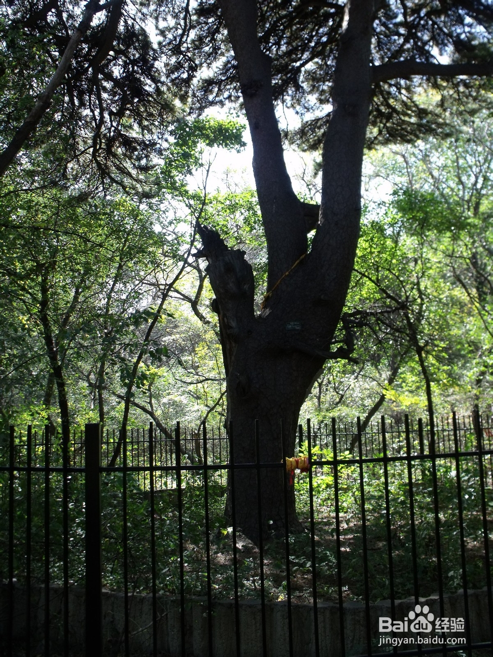 如何探寻沈阳北陵公园的古松群（神树）