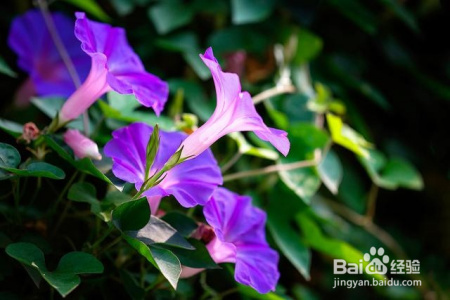 这些植物新手也可以养,轻松爆盆,不信你试试