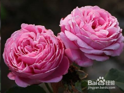 蓝妖：不可错过的经典灌木月季品种介绍