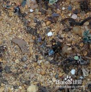 棒叶不死鸟怎么养