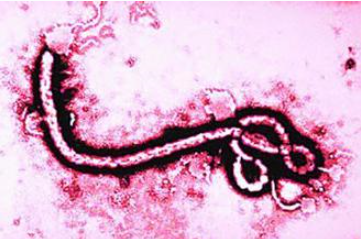 用数据来帮你解读埃博拉疫情