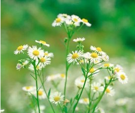 洋甘菊种子的种植方法