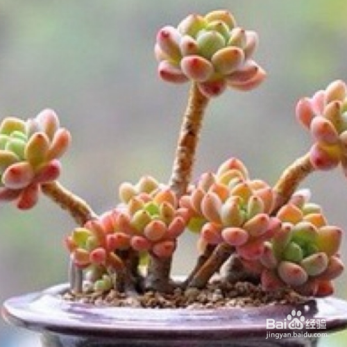 多肉冬天怎么养护