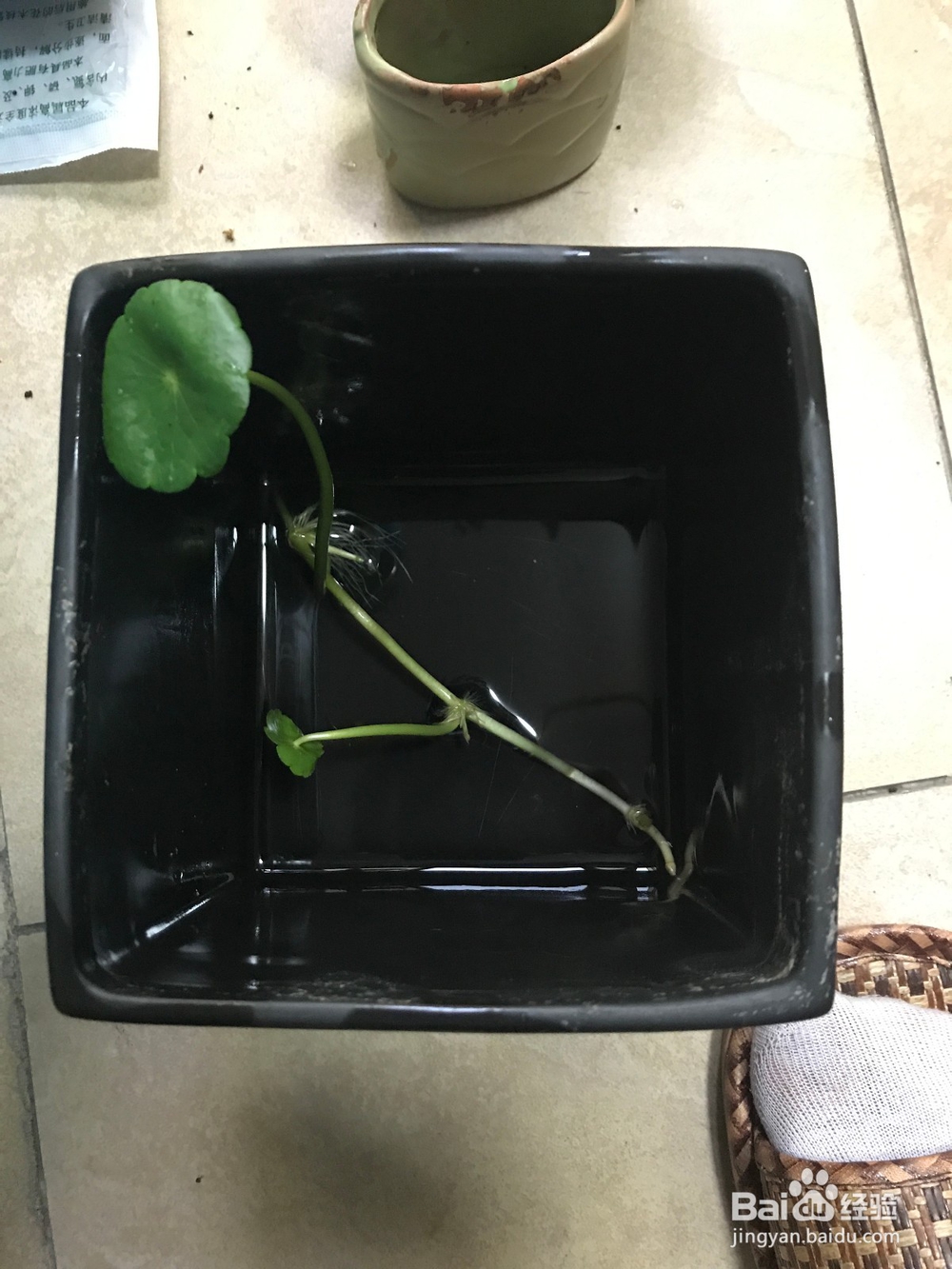 铜钱草怎么繁殖