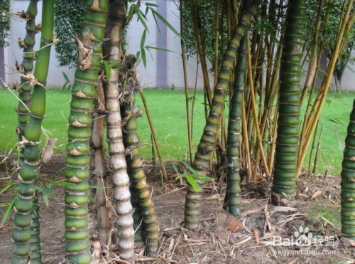 罗汉竹如何修剪