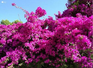 三角梅注意事项和养殖技巧都有什么?