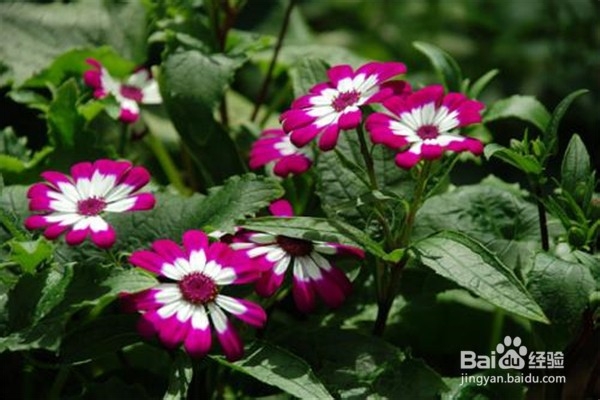 瓜叶菊怎么养比较好？