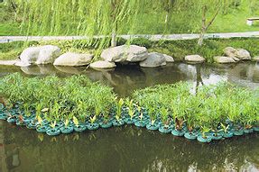人工浮岛与生态浮岛和生物浮岛的区别用途