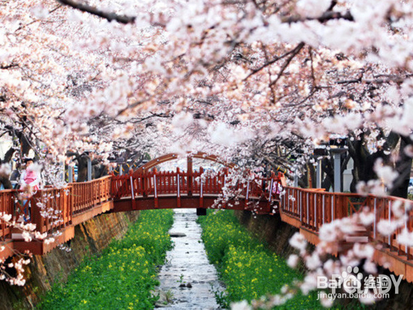 韩国买什么护肤品好——樱花季粉红单品扛回来