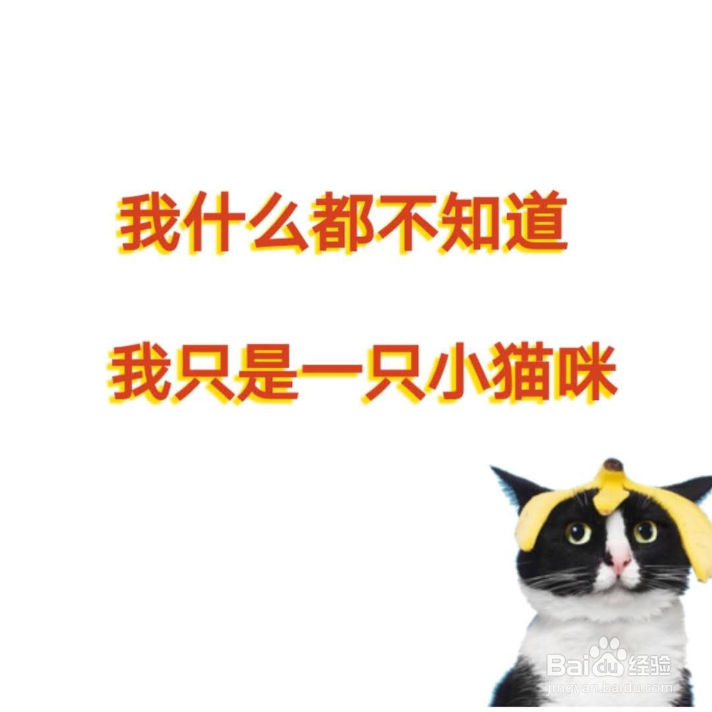 新手养猫应该注意那几点