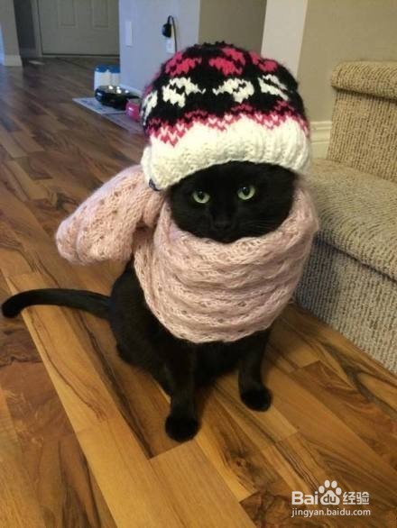 萌喵演绎9款围巾不同搭配,我的心已经被萌化了