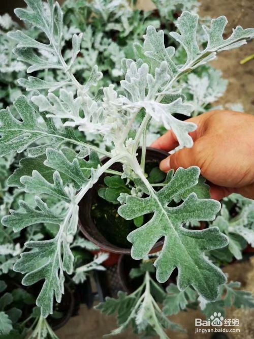 11月有什么好看草花推荐 四 银白色系列 百度经验