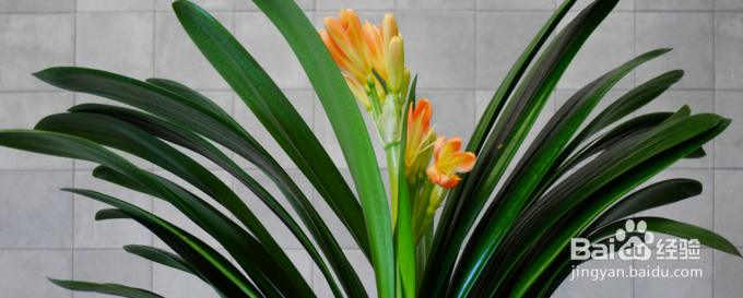 君子兰的养殖方法注意事项有哪些,这你知道吗?
