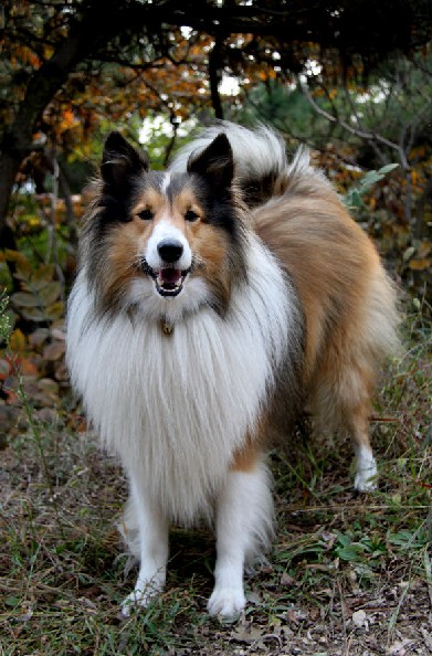 苏格兰牧羊犬怎样美容