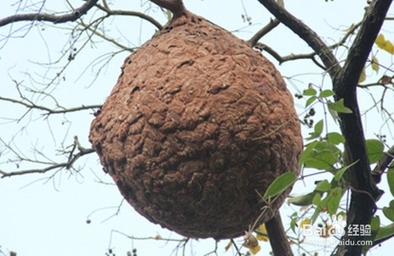 被毒蜂蜇伤怎么办？