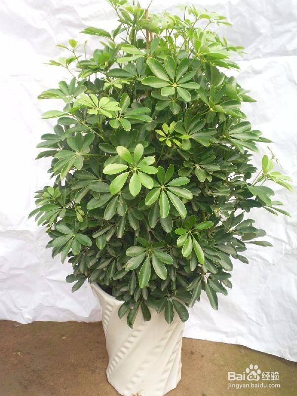 小叶发财树的养护与繁殖