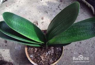 家中如何养好君子兰