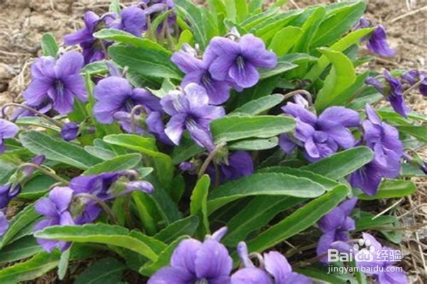 紫花地丁的养殖小贴士