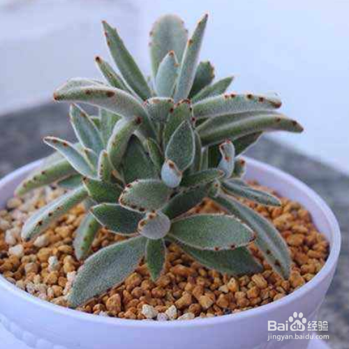 月兔耳烂根怎么办