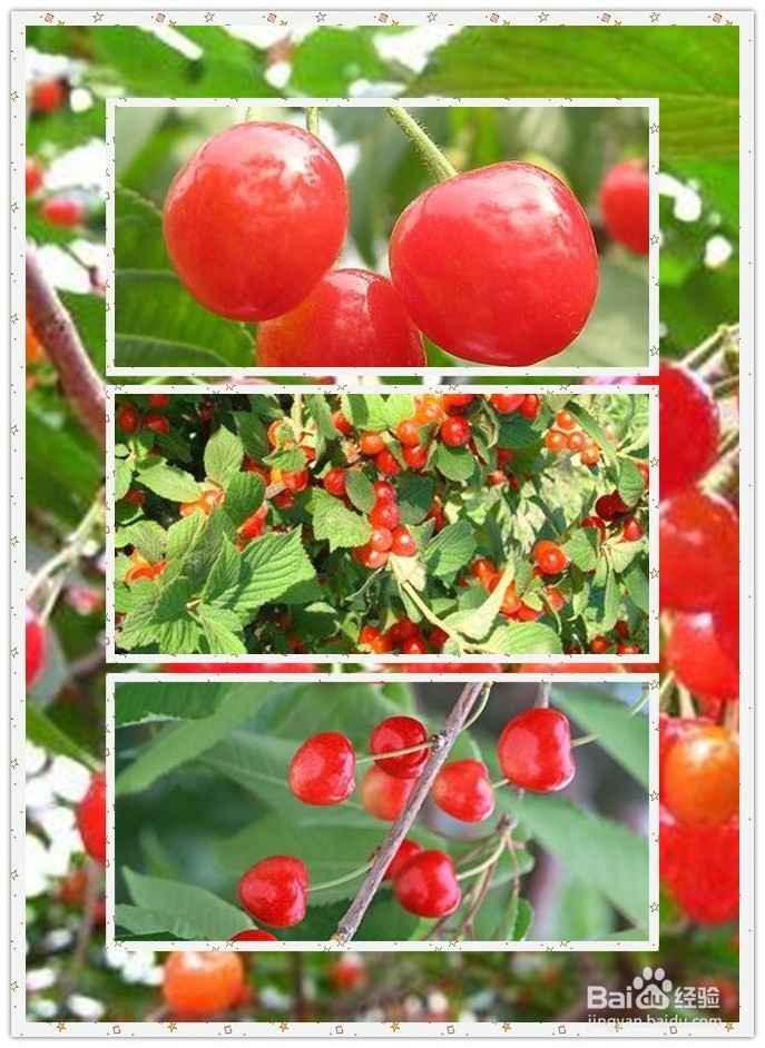 重庆主城周边1小时摘樱桃好去处有哪些