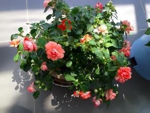 月季花怎么饲养