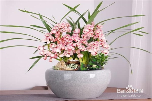 大花蕙兰的养殖方法和注意事项有什么?