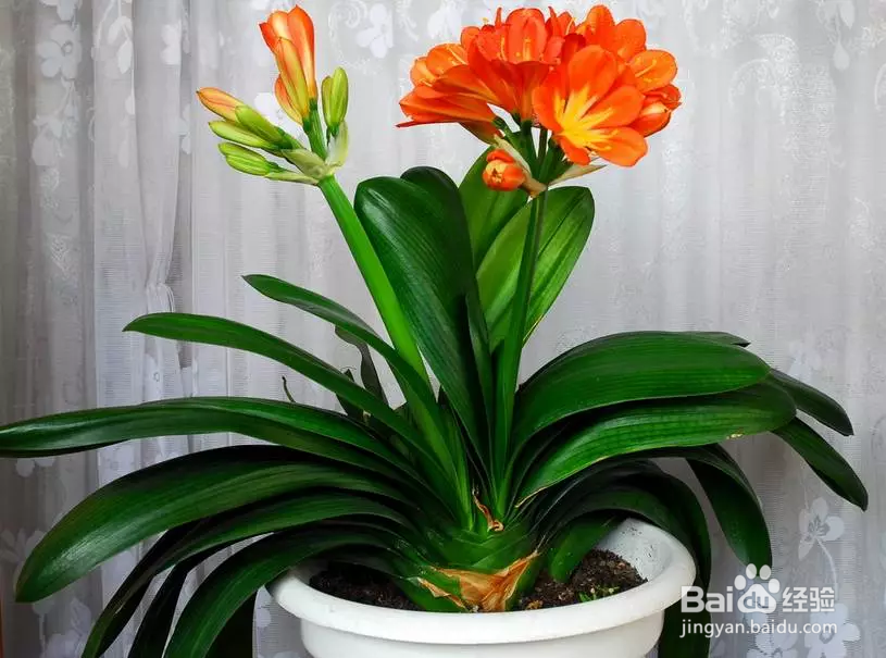 教你如何养好花花草草