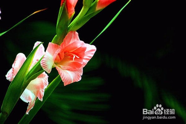 剑兰的养殖方法和注意事项都有什么？