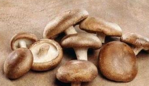 香菇不能跟哪些食物一起食用