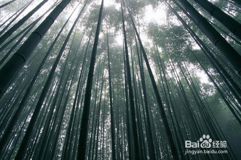 【摄影技巧】怎样掌握平拍、俯拍、仰拍摄影技巧