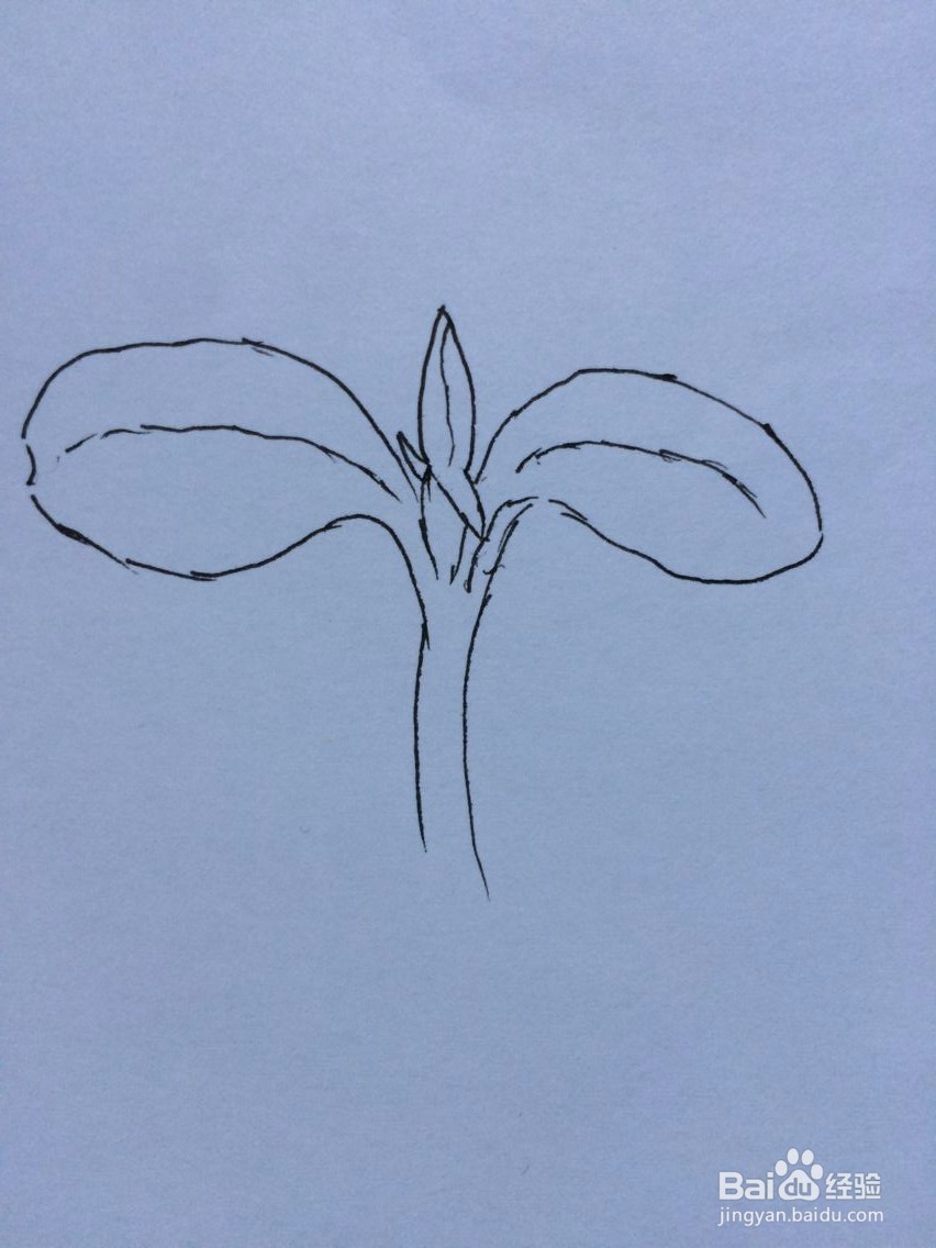 刚发芽的凤仙花的样子怎么画