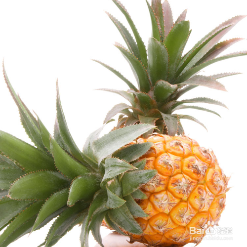 盆栽菠萝冬天怎样防冻