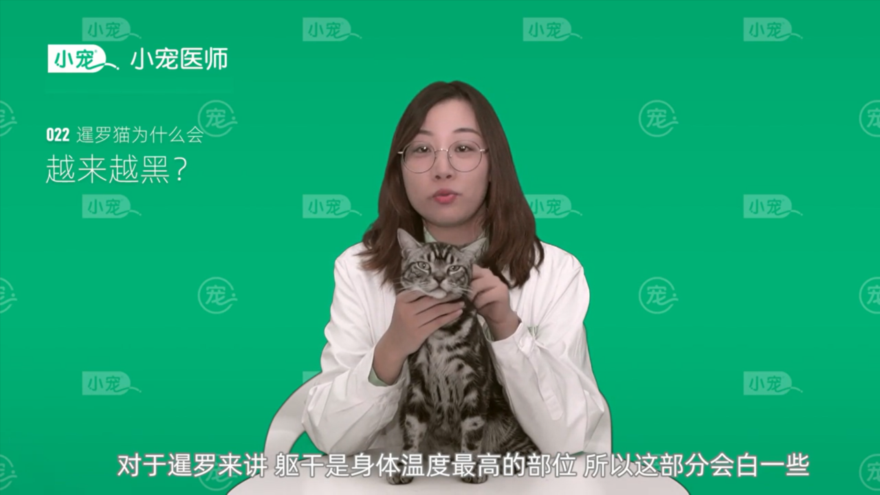 暹罗猫为什么会越来越黑