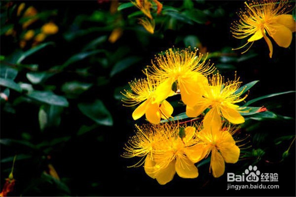 金丝梅应该怎么养？