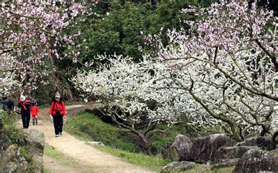 惠州御景峰赏梅花