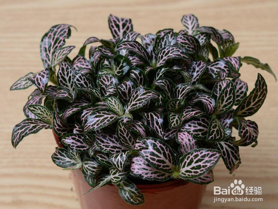 秋天盆花怎么修剪