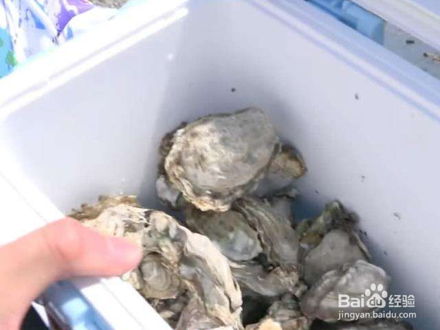 泡沫箱生蚝是冷冻还是冷藏