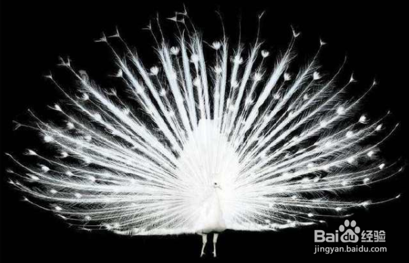 怎样让孔雀开屏