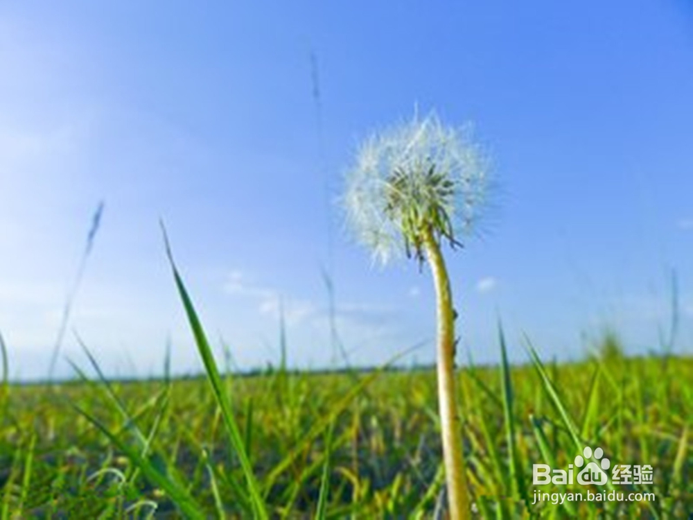浦公英的好处与禁忌