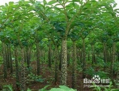 这几种食物通便润肠效果好轻松解决便秘问题! B