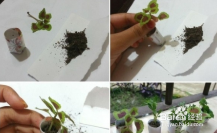 最简单庭院自制小花园