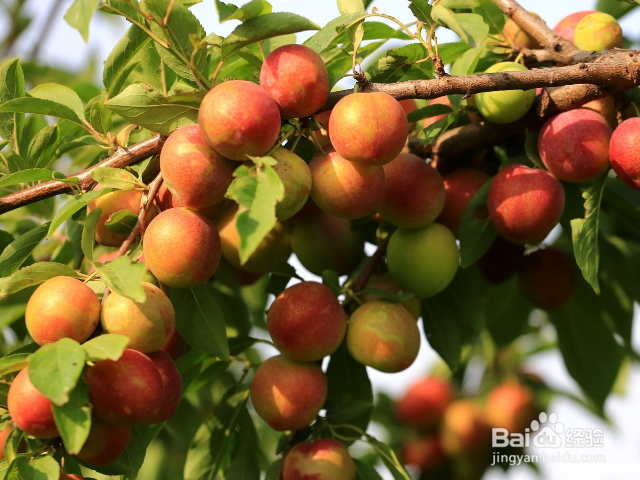 多吃李子有哪些好处？