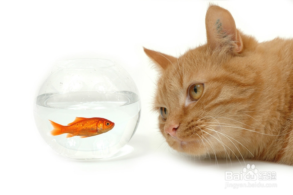 如何让猫猫变滴更听话