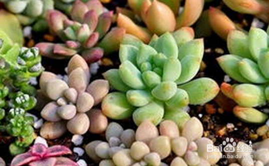 多肉植物该怎么养护