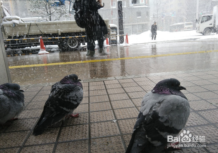 一条性价比爆棚的万元以下日本北海道观雪路线
