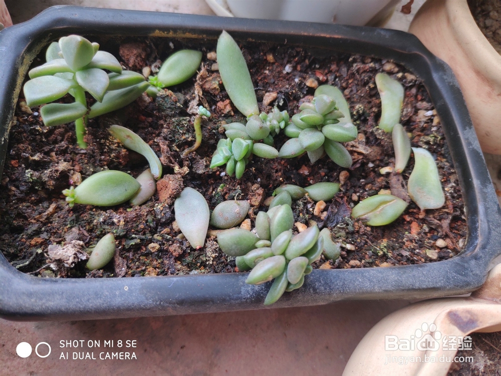 冬天多肉叶片扦插方法