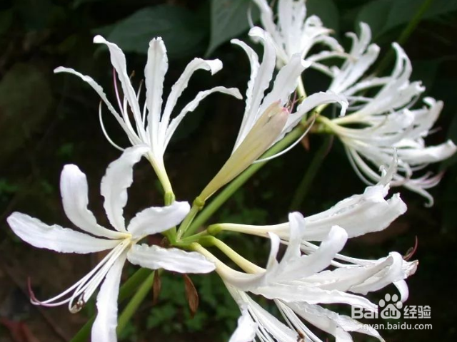 白花石蒜的养殖方法要注意什么？