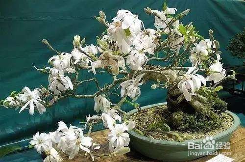 木兰的养殖方法和注意事项